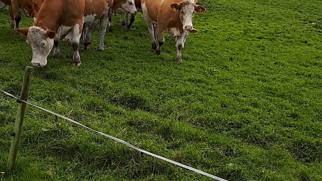 Крупный рогатый скот из Дании-оптовая продажа смотреть онлайн