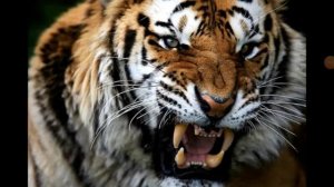 Накали мне тигра на груди