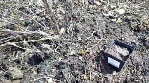 Мои многолетники после зимы. Все ли живы? Апрель. Как перезимовали многолетние цветы