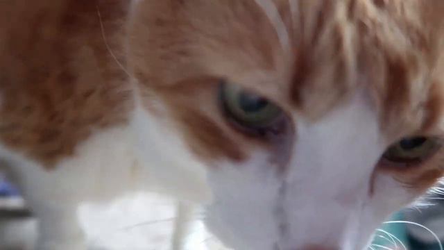 Purreow смотреть онлайн