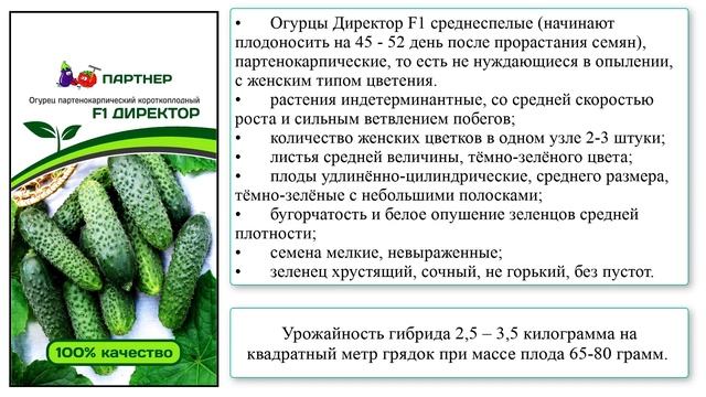 Гибрид огурцов Директор F1 смотреть онлайн