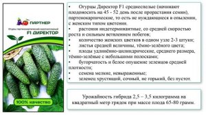 Гибрид огурцов Директор F1