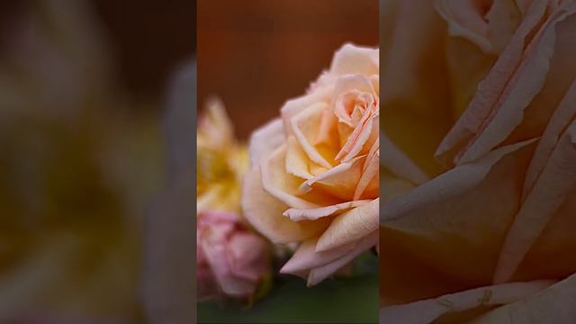 Barock смотреть онлайн