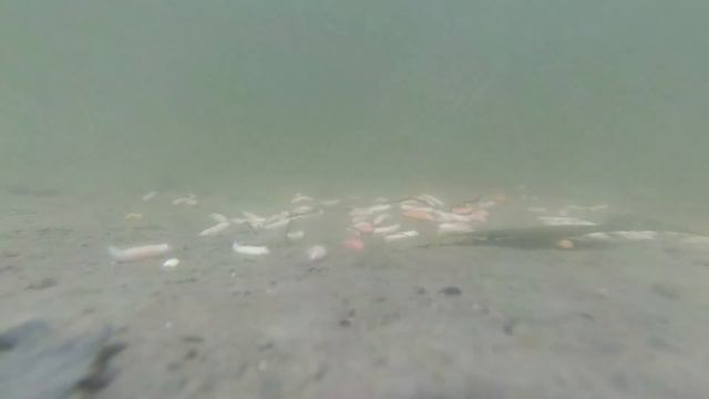 Что происходит с опарышем под водой? смотреть онлайн