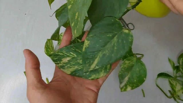 Сциндапсус.Массовое размножение сциндапсуса простым способом.