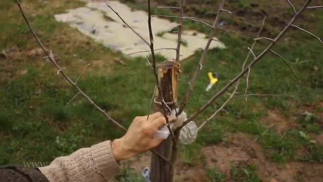 Яблоня формируем саженцы Курс по обрезке плодовых деревьев Николая Рабушко Урок 7 смотреть онлайн