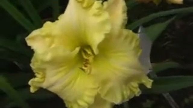 Лилейник daylily SHAMROCK DEW смотреть онлайн