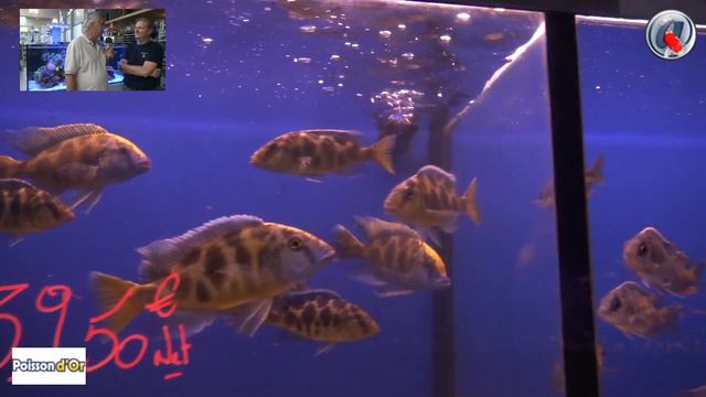 Spécial fête des pères chez Poisson d'or смотреть онлайн