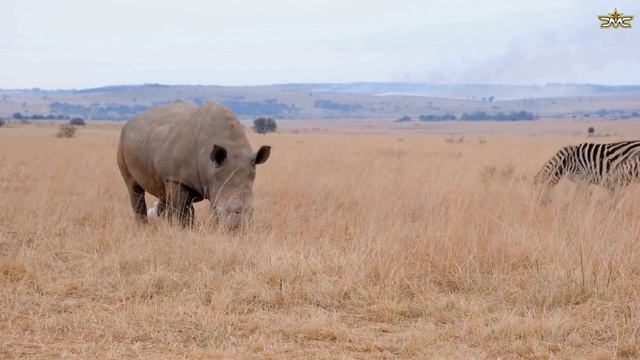 African Safari Experience смотреть онлайн