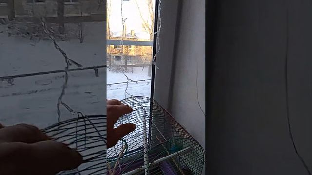 чижик в домашних условиях смотреть онлайн