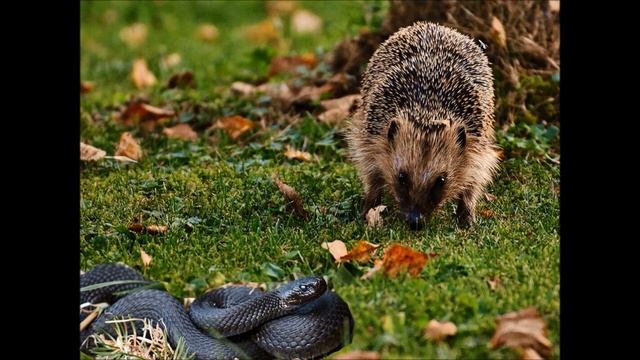 Кто такой ёж и что мы о нём знаем