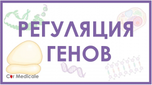 Регуляция экспрессии генов