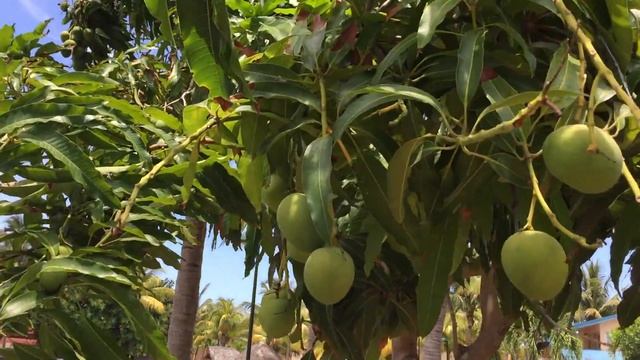 Как растут манго//How to grow a mango смотреть онлайн