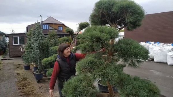 Купили Лиственницу Stiff Weeper и Иву Козью на штамбе.