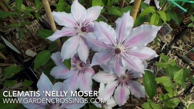 Clematis 'Nelly Moser' смотреть онлайн