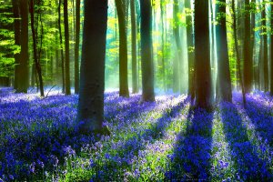 поиск клада