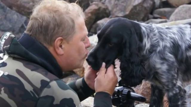 Спаниели Подольска смотреть онлайн