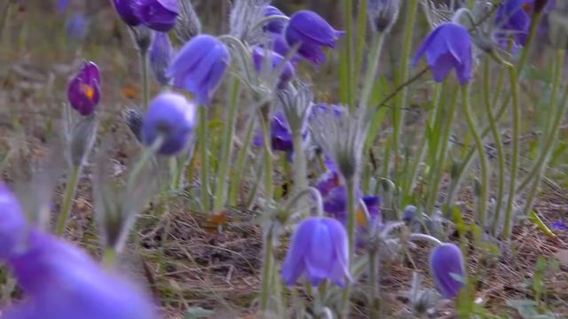 Прострел раскрытый Сон-трава Pulsatilla patens смотреть онлайн