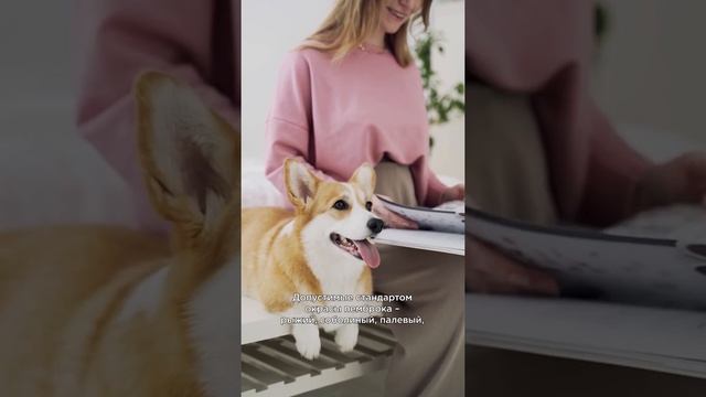 Вельш-корги пемброк и кардиган: различия ?#shorts #корги смотреть онлайн