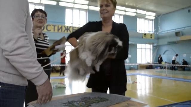 Кобели, класс Промежуточный смотреть онлайн