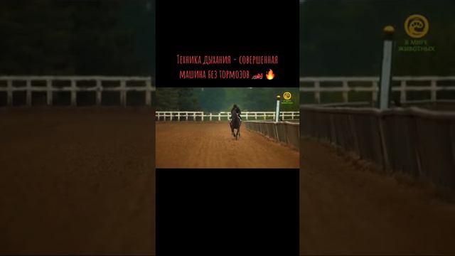 Техника дыхания у лошадей смотреть онлайн