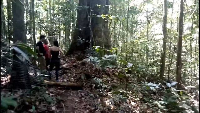 БРАЗИЛИЯ АМАЗОНКА ПОХОД В ДЖУНГЛИ Ч 2 смотреть онлайн