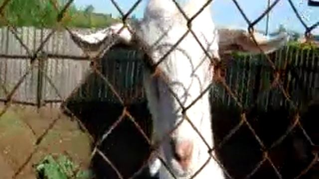 утро в деревне