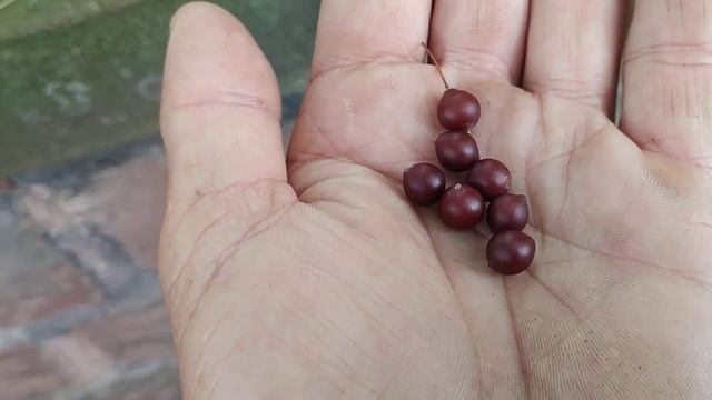 Ripe Hackberry ( Celtis occidentalis) in Germany in May смотреть онлайн