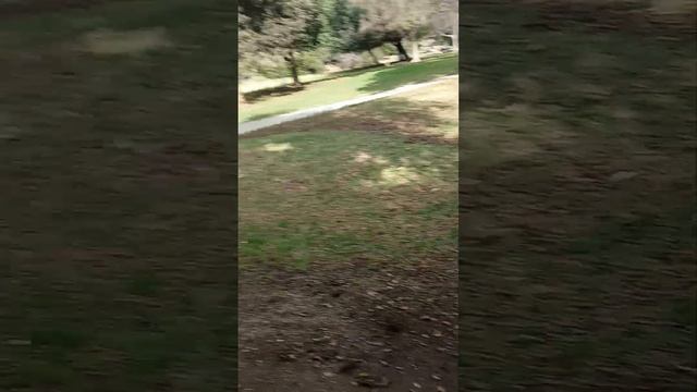 посещение парка ветеранов на севере долина сан-фернандо. смотреть онлайн