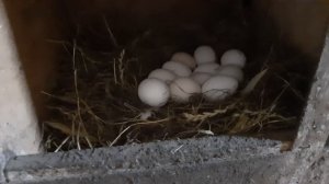 Макуха для курей несушек.