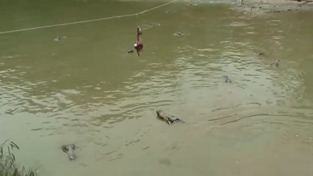 Feeding crocodiles смотреть онлайн