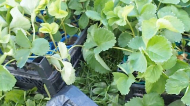 Летиция-рассада крупноплодной земляники смотреть онлайн