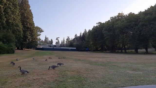 Гуси-гуси, га-га-га. Stanley Park смотреть онлайн