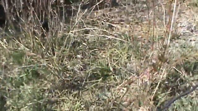 VLOG : Я ДОМА. ЭКСКУРСИЯ ПО НАШЕМУ ОГОРОДУ. ПОКАЗЫВАЮ ЧТО РАСТЕТ. МОЙ РЕКС. РАБОТАЮ СЕКАТОРОМ ! смотреть онлайн