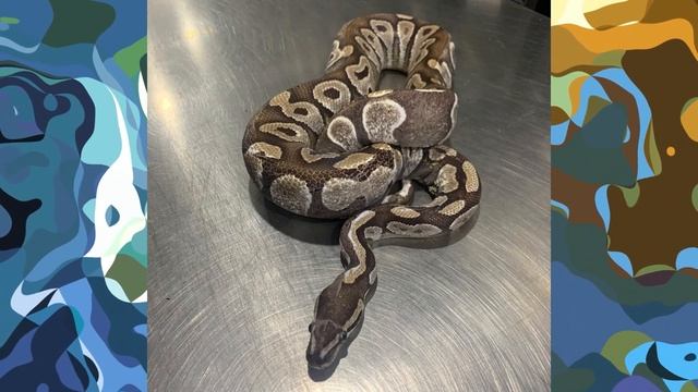 These are the most AMAZING Ball Python PARADOXES ever created! смотреть онлайн
