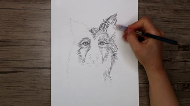 How to Draw a Dog Head with Pencil | Dog Sketch Step by Step смотреть онлайн