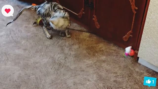 Короче говоря: котёнок после душа:) смотреть онлайн