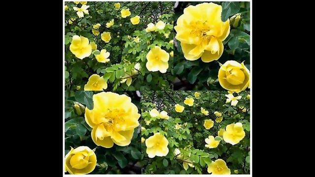 Canary Bird - Father Hugo Rose - Rosa Xanthina Spontanea  FLOWER SEEDS On  Www.MySeeds.Co