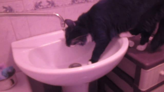 Кот ловит струю воды!Угар:)Смотреть всем! смотреть онлайн