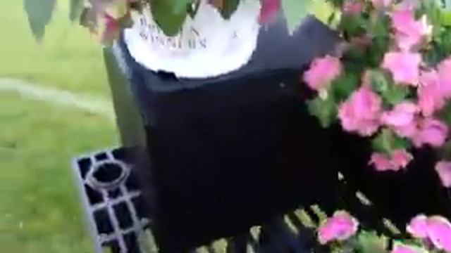 Spring Trials 2016: Supertunia™ Picasso Petunias смотреть онлайн