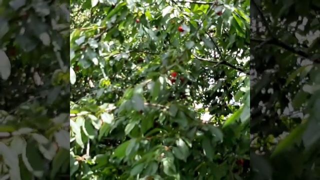 дАчА?вИшНёвЫй сАд и чЕрЕшНя??? смотреть онлайн