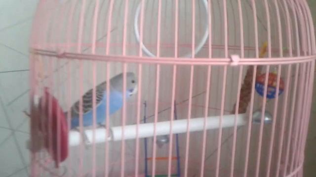 как различить попугая мальчик или девочка? смотреть онлайн