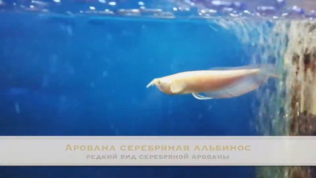 Albino Silver Arowana (Exotic Arowana)