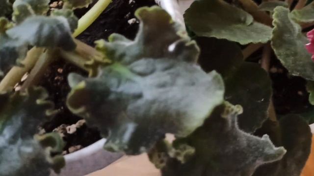 Фиалка ЛЕ Фрейя - летом цвела по сорту, зимой - спорт... смотреть онлайн