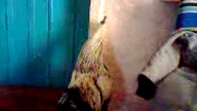 Юрловский петушок. 9 месяцев и 9 дней. смотреть онлайн