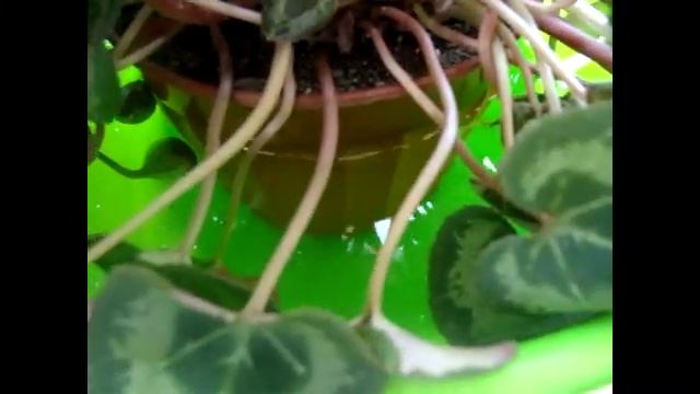 ЦИКЛАМЕНЫ(Сусlamen).Полив взрослых цикламенов. смотреть онлайн