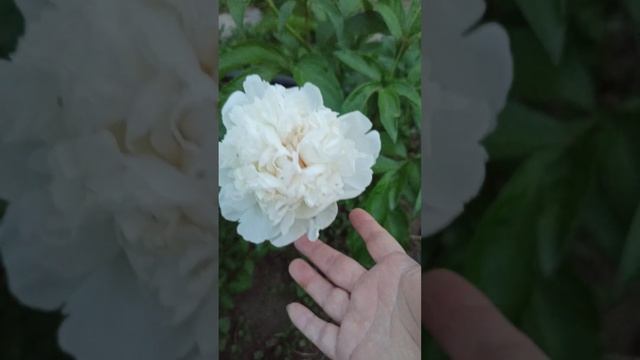 Зацвёл Пион сорт "Фестива Максима" дача-сад-огород. смотреть онлайн