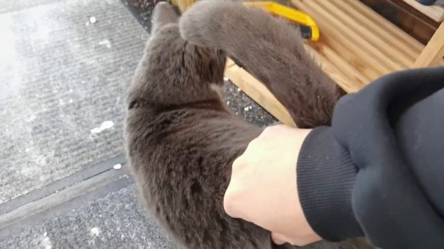 Бездомные кошки заселяются в тёплый дом. смотреть онлайн