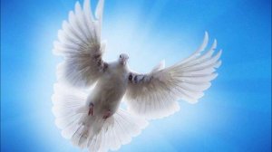 Белый голубь (песня).