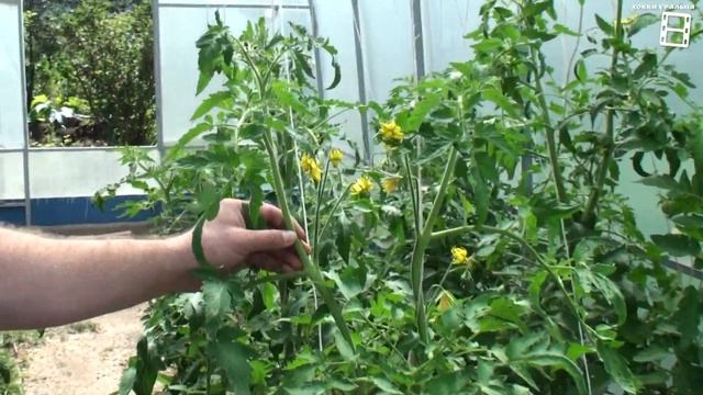 СУПЕР КРУПНЫЕ ТОМАТЫ. УМНОЕ ПАСЫНКОВАНИЕ ПОМИДОРОВ. САД (ОГОРОД) И ТЕПЛИЦА смотреть онлайн